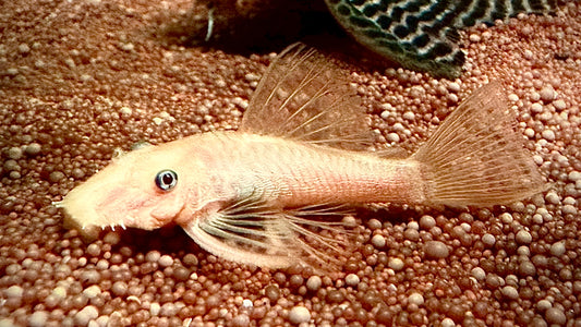 L144 Lemon Blue Eyed Ancistrus 6cm