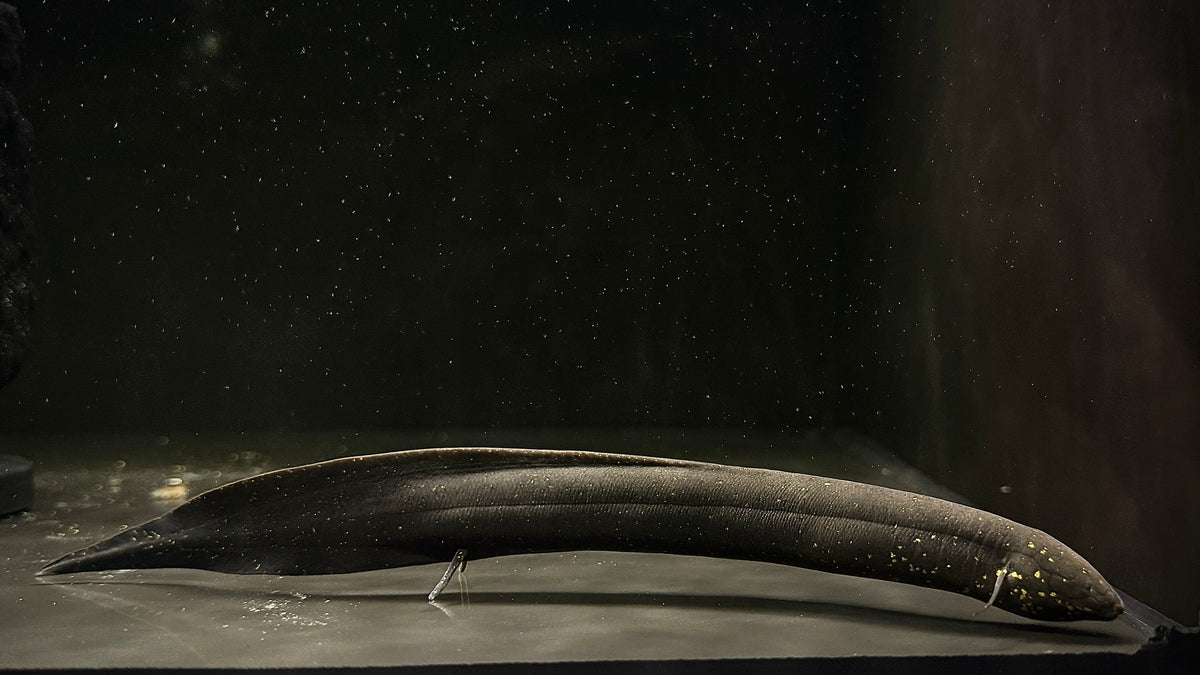 SOUTH AMERICAN LUNGFISH 20CM - LEPIDOSIREN PARADOXA