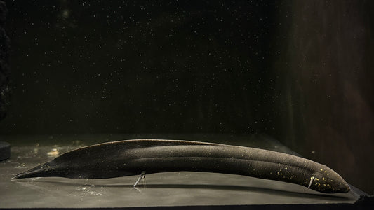 SOUTH AMERICAN LUNGFISH 20CM - LEPIDOSIREN PARADOXA