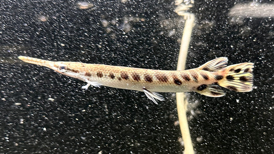 Spotted Gar 20cm