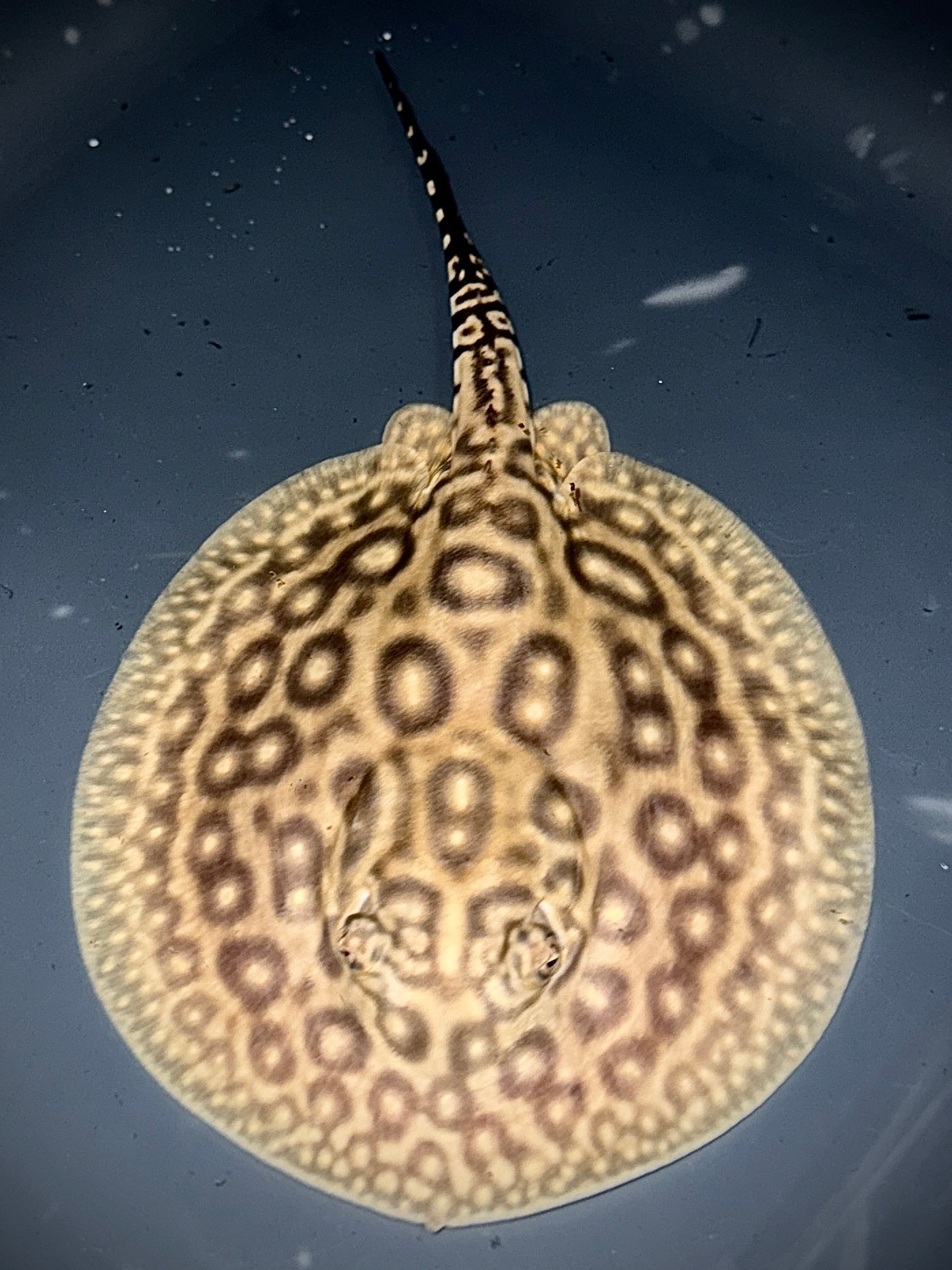 BLOND PEARL MALE 13CM - POTAMOTRYGON JABUTI (very light base)