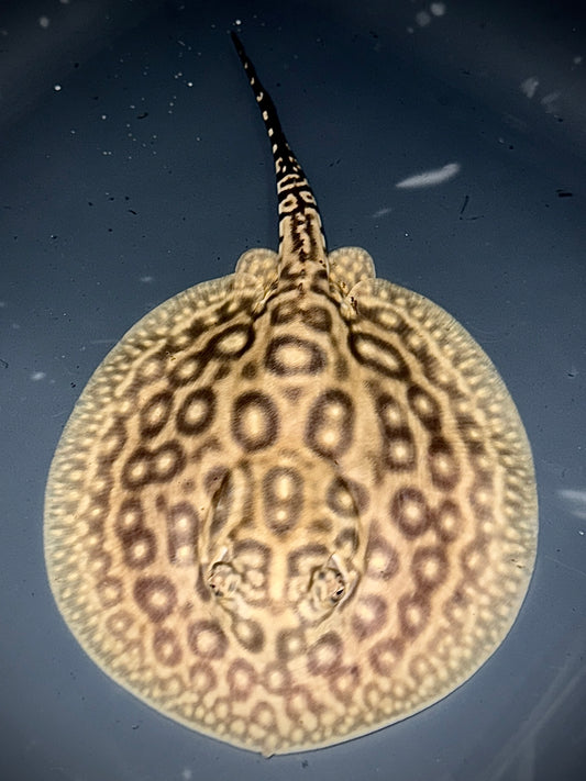 BLOND PEARL MALE 13CM - POTAMOTRYGON JABUTI (very light base)