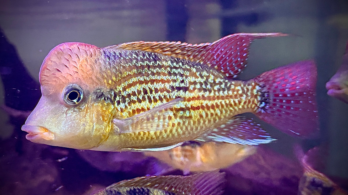 GOLD DUST EARTHEATER 15CM - GEOPHAGUS SP. ALTO SINU
