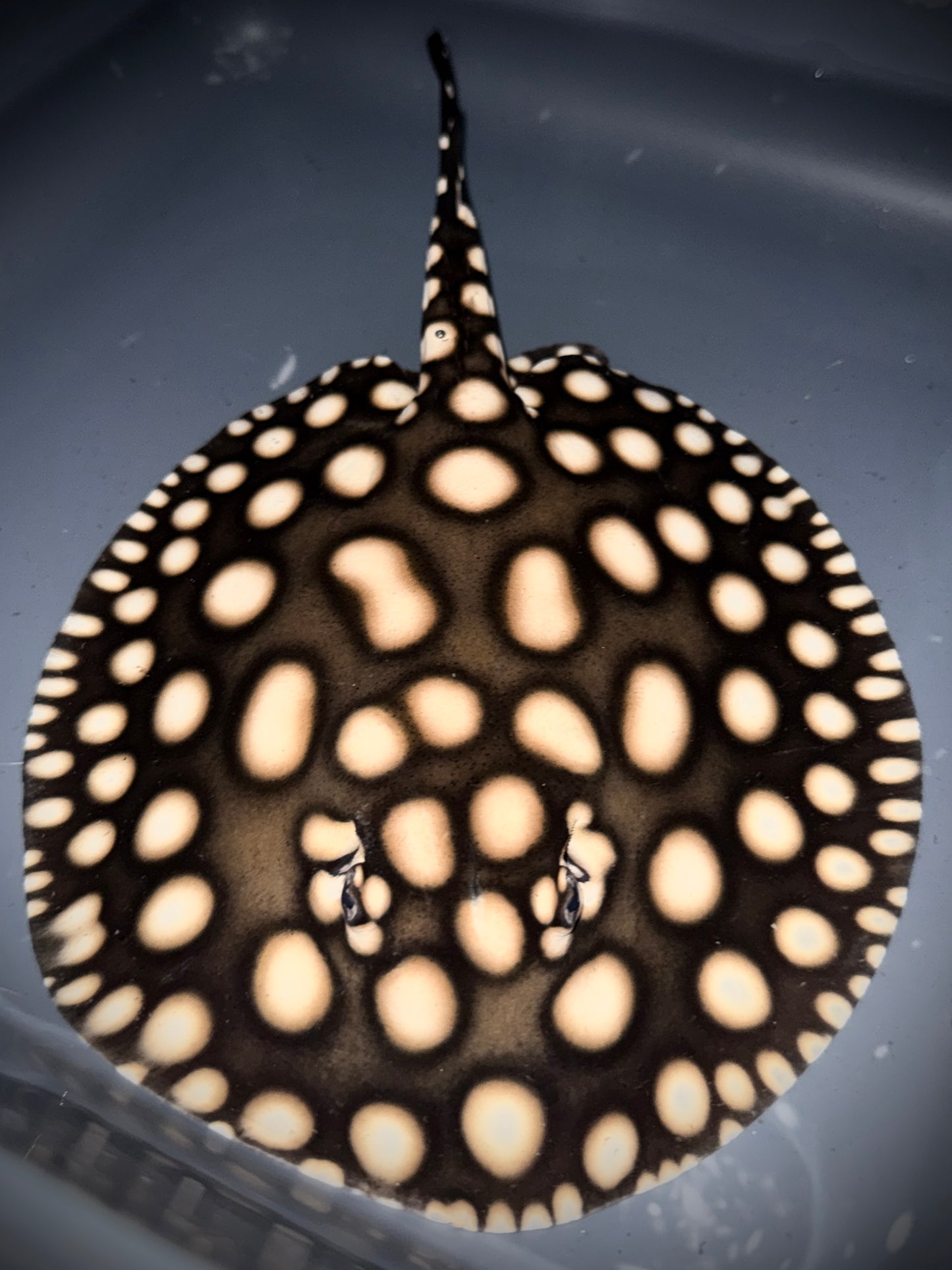 SUPERWHITE x HENLEI x BLACKDIAMOND LEOPOLDI MALE 20CM - POTAMOTRYGON SP.