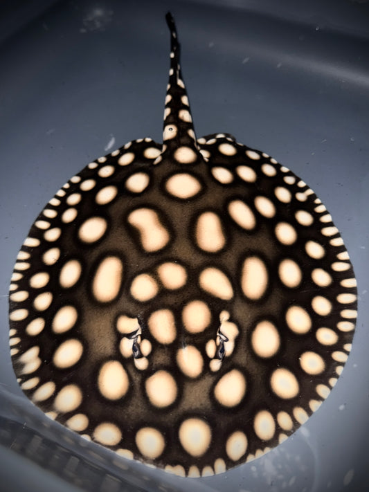 SUPERWHITE x HENLEI x BLACKDIAMOND LEOPOLDI MALE 20CM - POTAMOTRYGON SP.