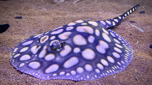 HENLEI x BLACKDIAMOND LEOPOLDI MALE 16CM - POTAMOTRYGON SP.