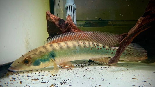 Crenicichla Rosemarie 25cm (wild)