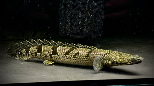 Polypterus Delhezi 25cm (wild)