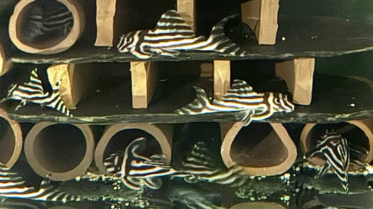 L46 ZEBRA PLECO WILD PAIRS ADULT WITH CITES - HYPANCISTRUS ZEBRA (2pcs, male + female)