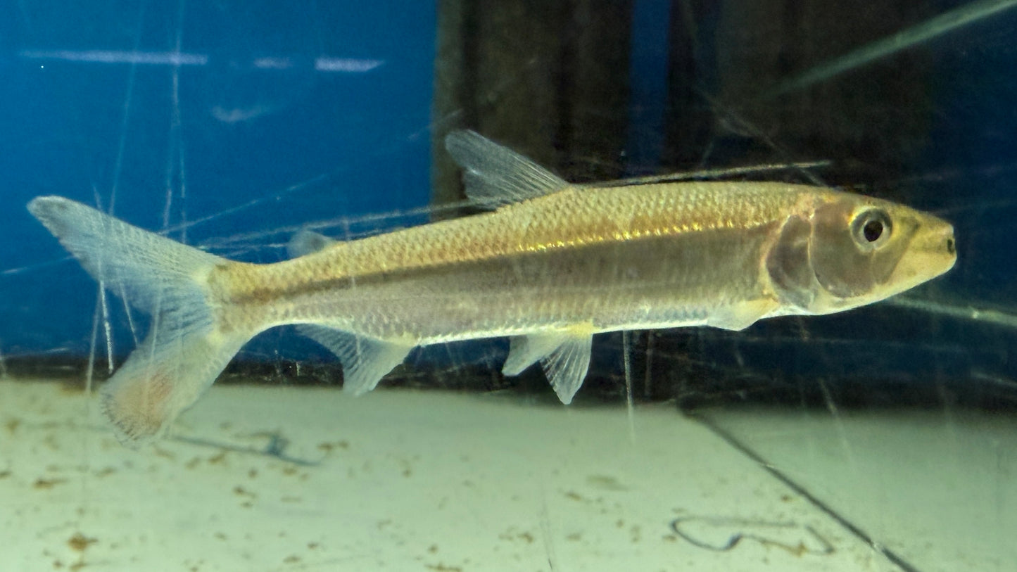 Goliath Tiger Fish 12cm