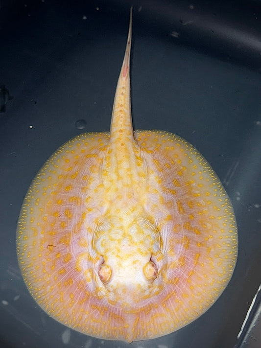 ALBINO GOLDENBASE PIED PEARL 15CM - POTAMOTRYGON JABUTI (strong yellow color)