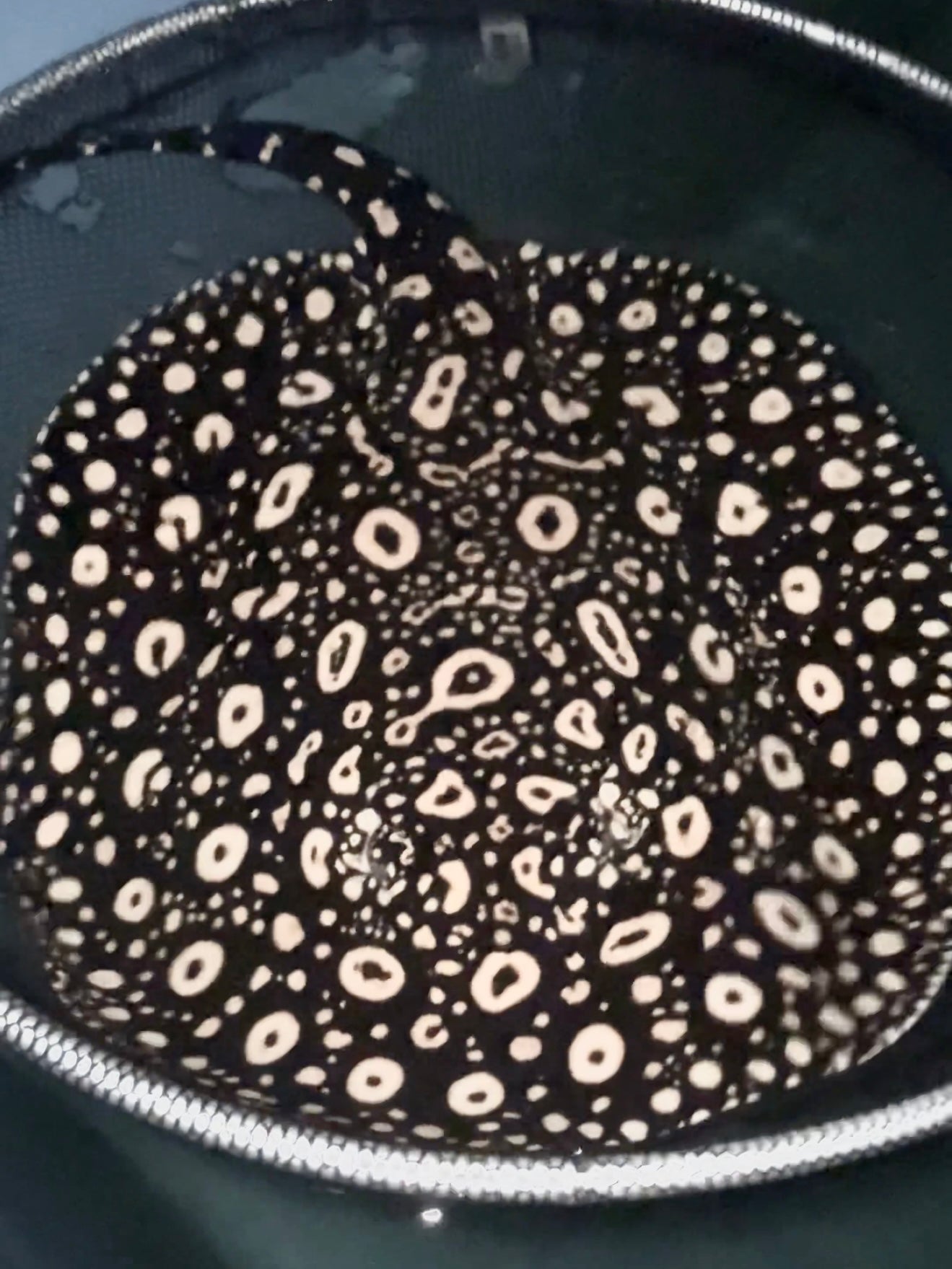 Thousand Island Female Breeder 45cm