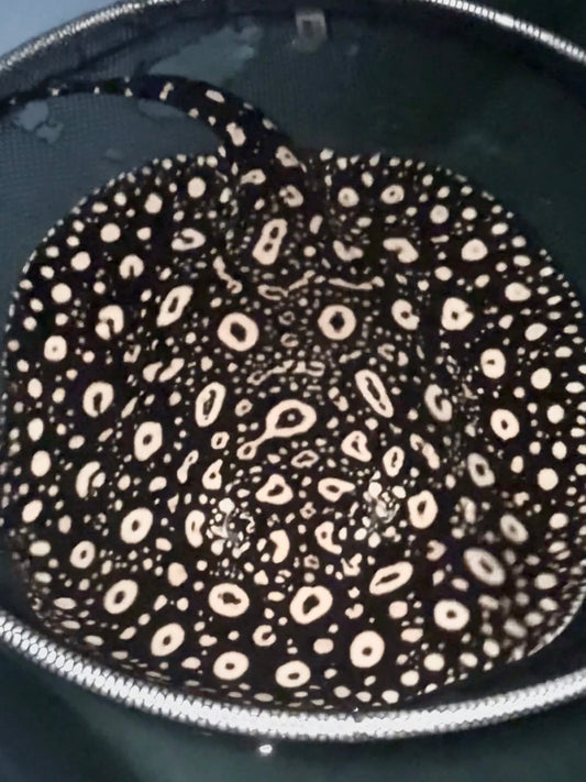 Thousand Island Female Breeder 45cm