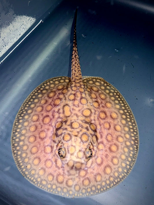 Marbled Motoro female 13cm