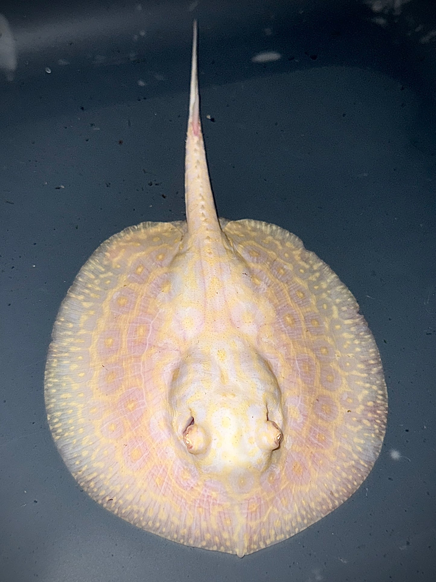 ALBINO GOLDENBASE PEARL FEMALE 14CM - POTAMOTRYGON JABUTI (amazing pattern)