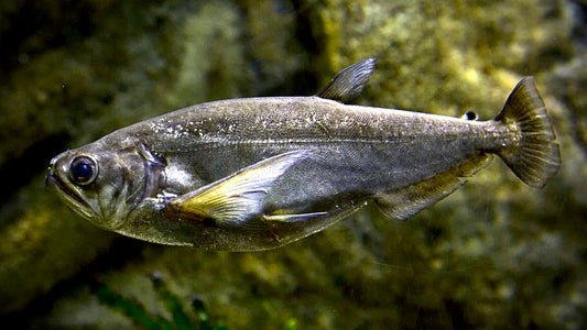 PAYARA 15CM - HYDROLYCUS SCOMBEROIDES