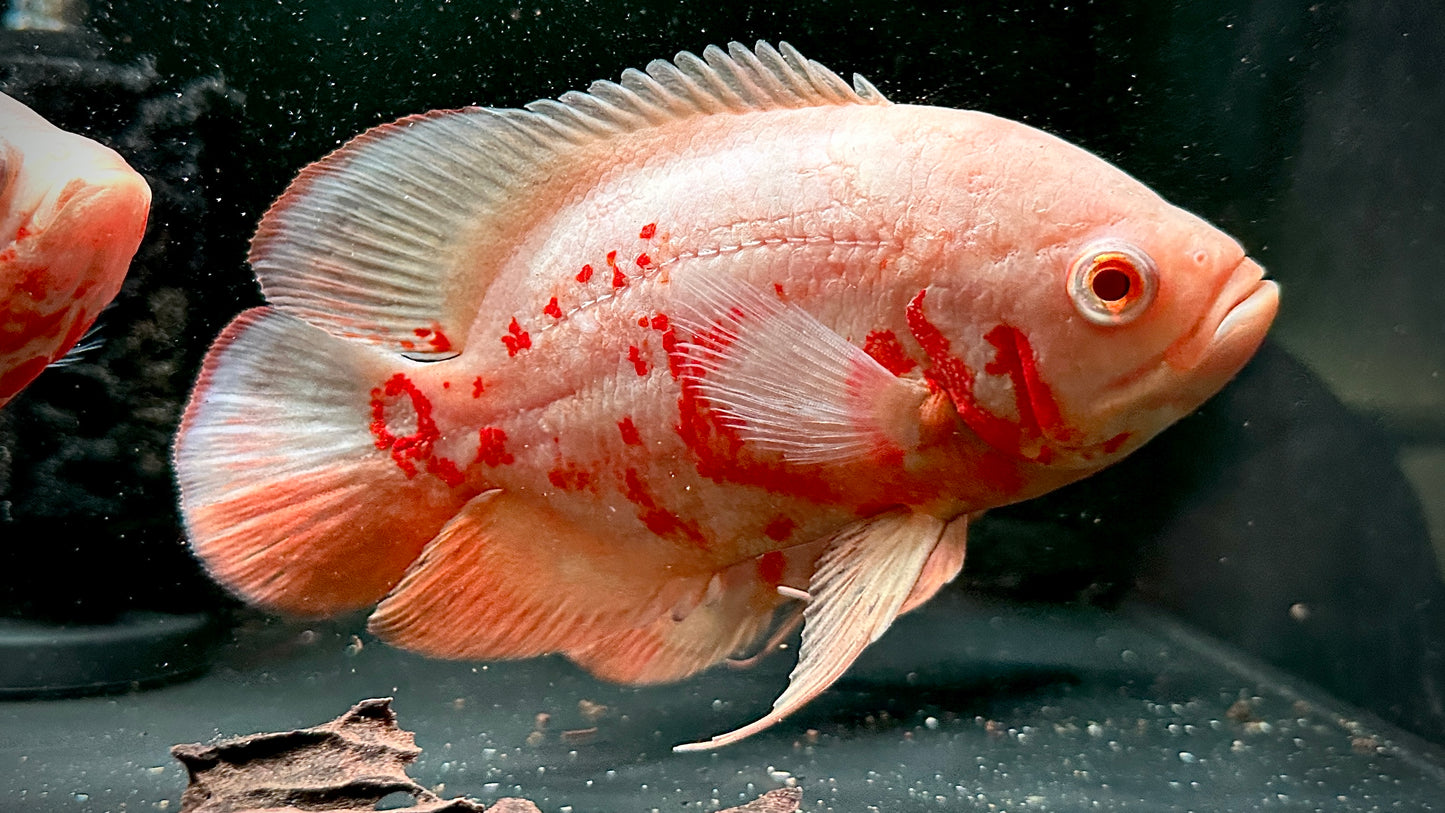 Albino Oscar 6cm