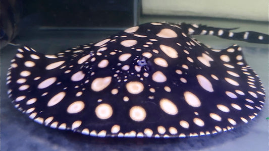 Thousand Island BD Hybrid adult breeding male (30cm)