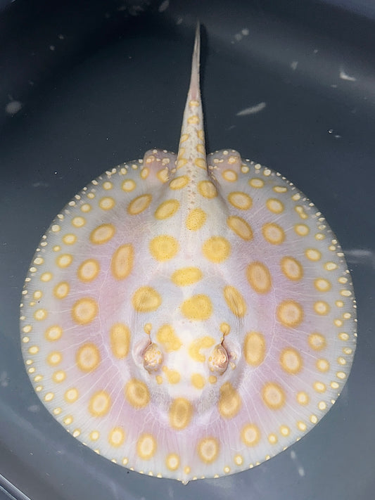 Albino BD Male 17cm