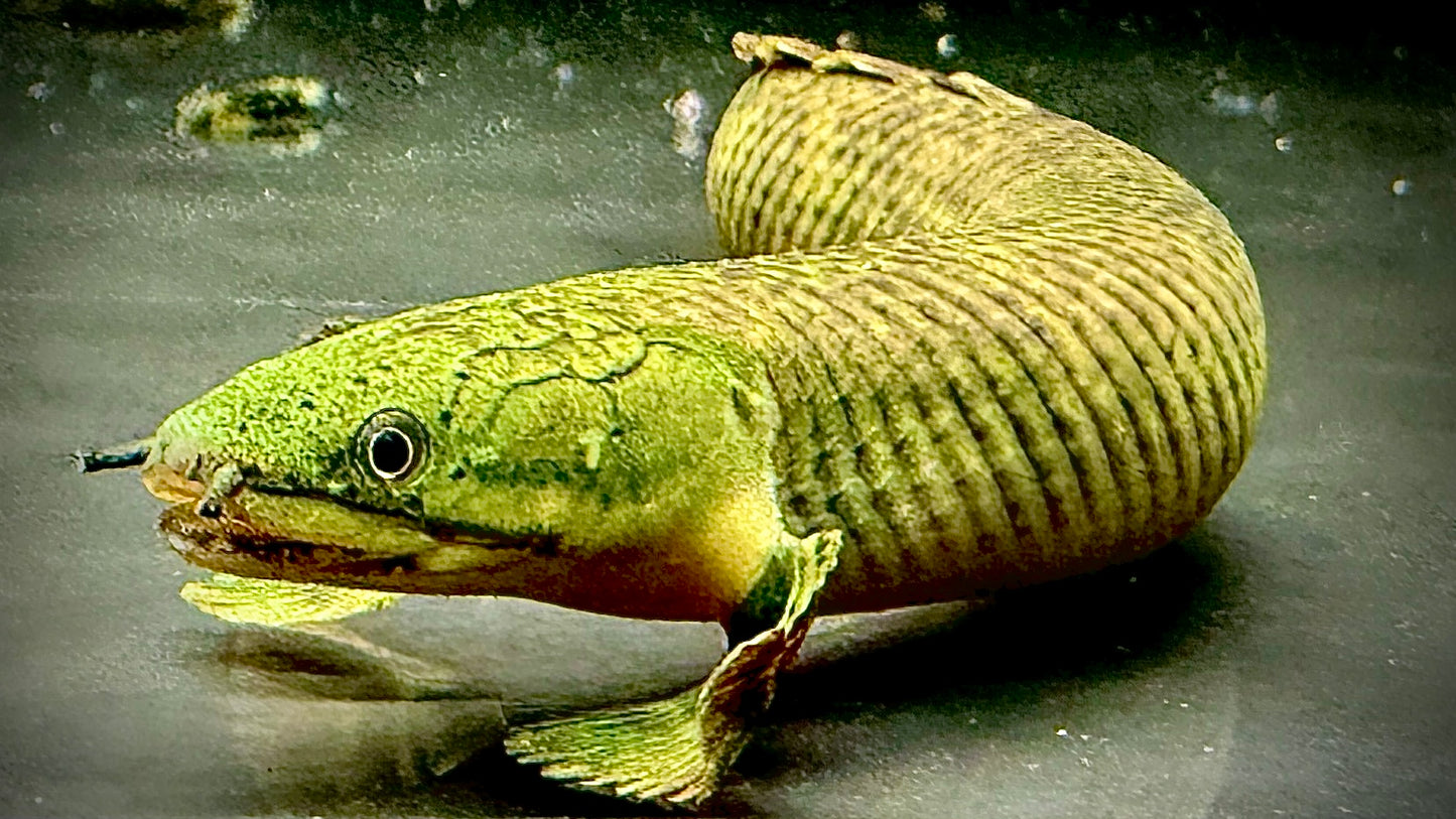 MOKELE-MBEMBE BICHIR 15CM - POLYPTERUS MOKELEMBEMBE