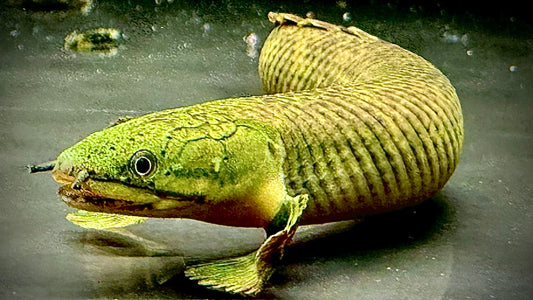 MOKELE-MBEMBE BICHIR 15CM - POLYPTERUS MOKELEMBEMBE