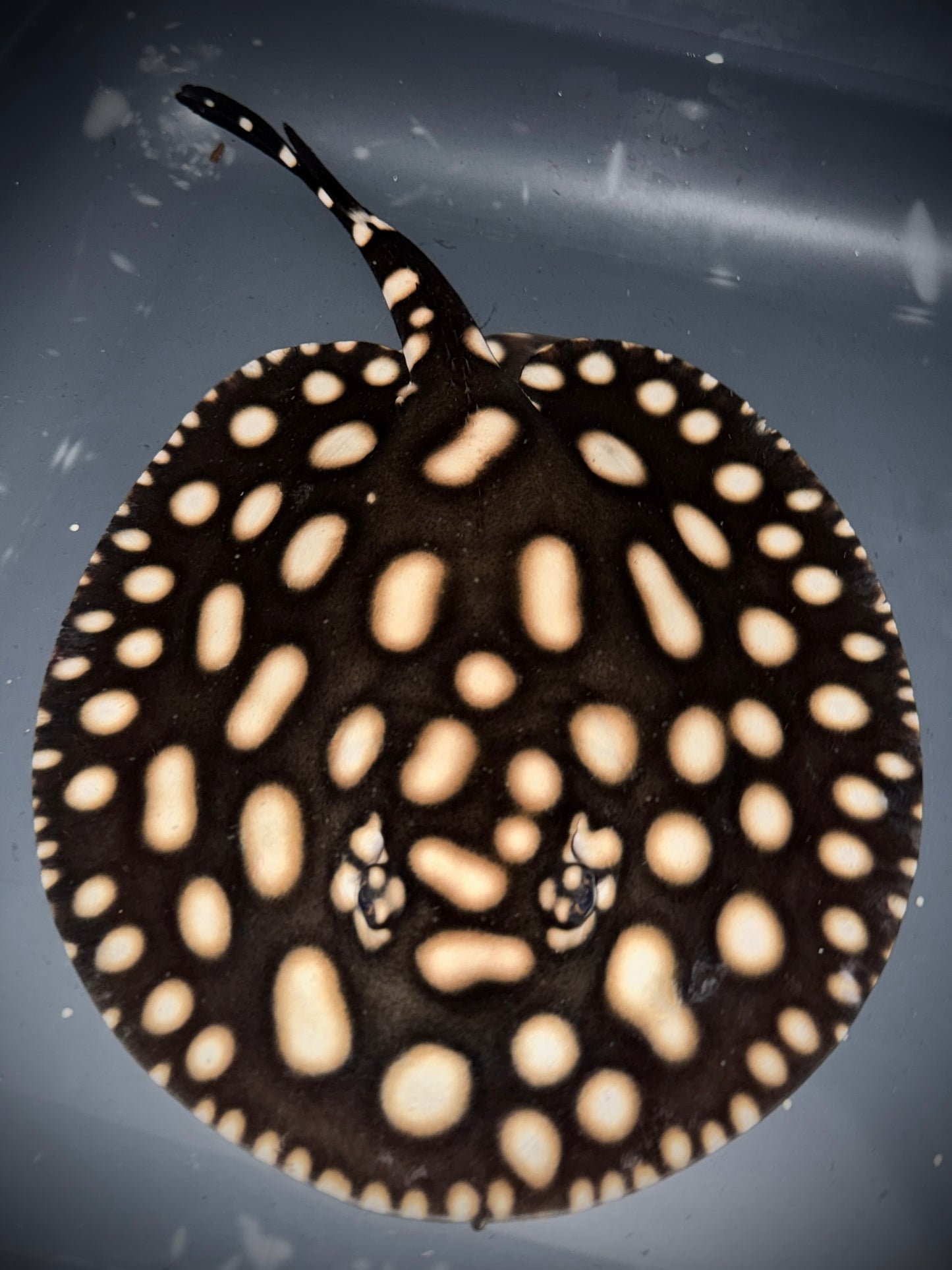 BD x HENLEI FEMALE 21CM - POTAMOTRYGON SP.