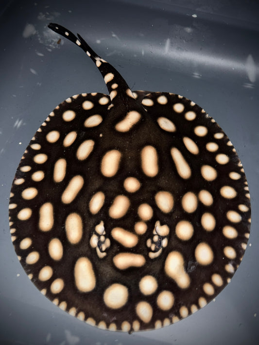 BD x HENLEI FEMALE 21CM - POTAMOTRYGON SP.