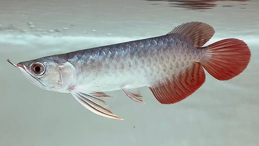 Superred Arowana 20cm Super Form