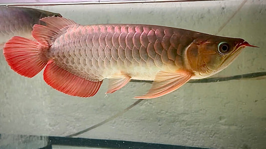SUPERRED AROWANA 32CM - SCLEROPAGES FORMOSUS (really good shape)