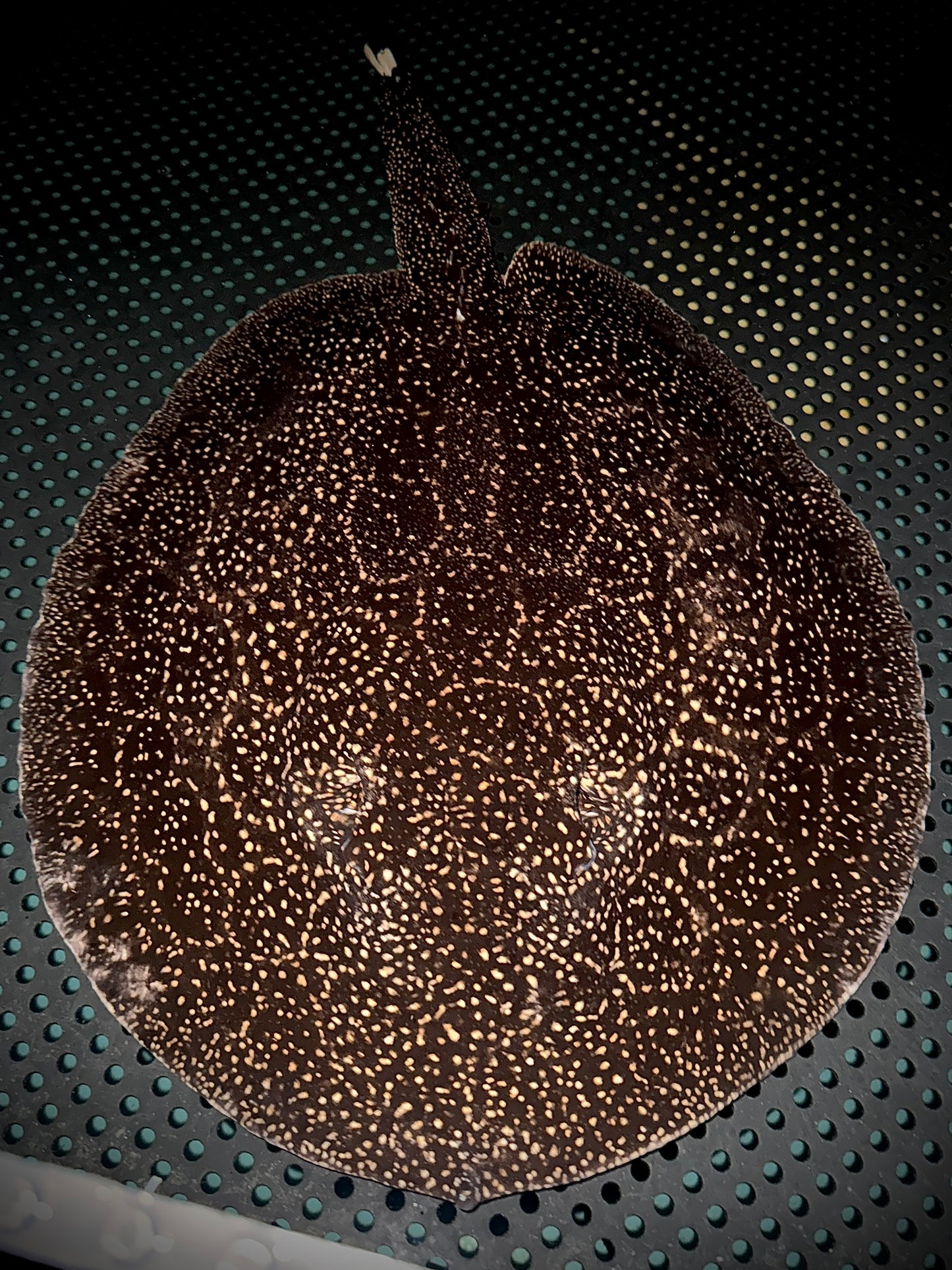 BREEDING HET ALBINO GOLDENBASE PEARL FEMALE 45CM - POTAMOTRYGON JABUTI (pickup only)