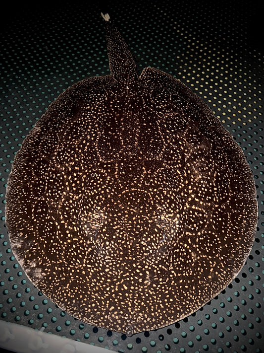 BREEDING HET ALBINO GOLDENBASE PEARL FEMALE 45CM - POTAMOTRYGON JABUTI (pickup only)