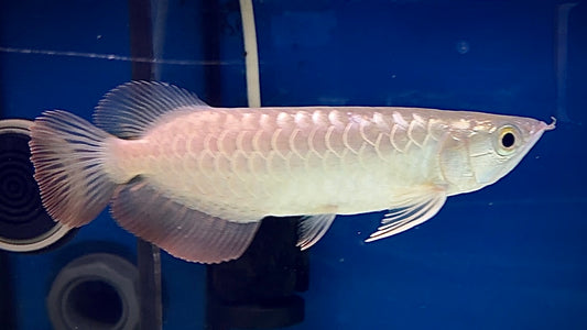 Bluebase Crossback Golden Arowana 18cm