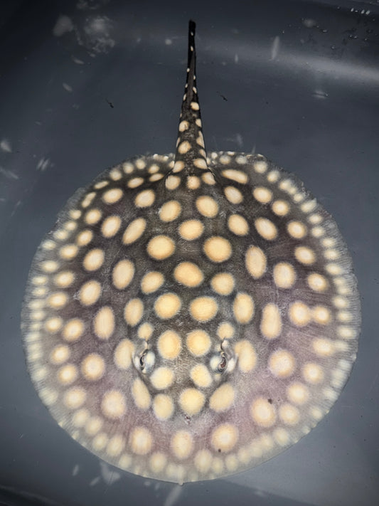 BD x HENLEI x P14 FEMALE 18CM - POTAMOTRYGON SP.