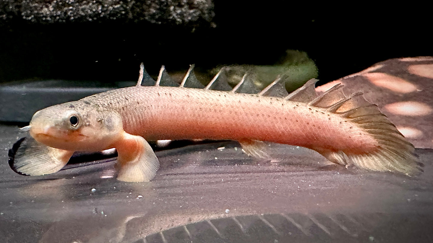 Polypterus Senegalus 12cm