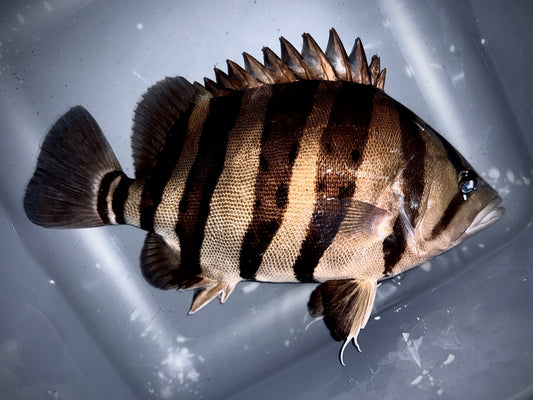 SUMATRA TIGER 32CM - DATNIOIDES MICROLEPIS (super contrast and very thick stripes)