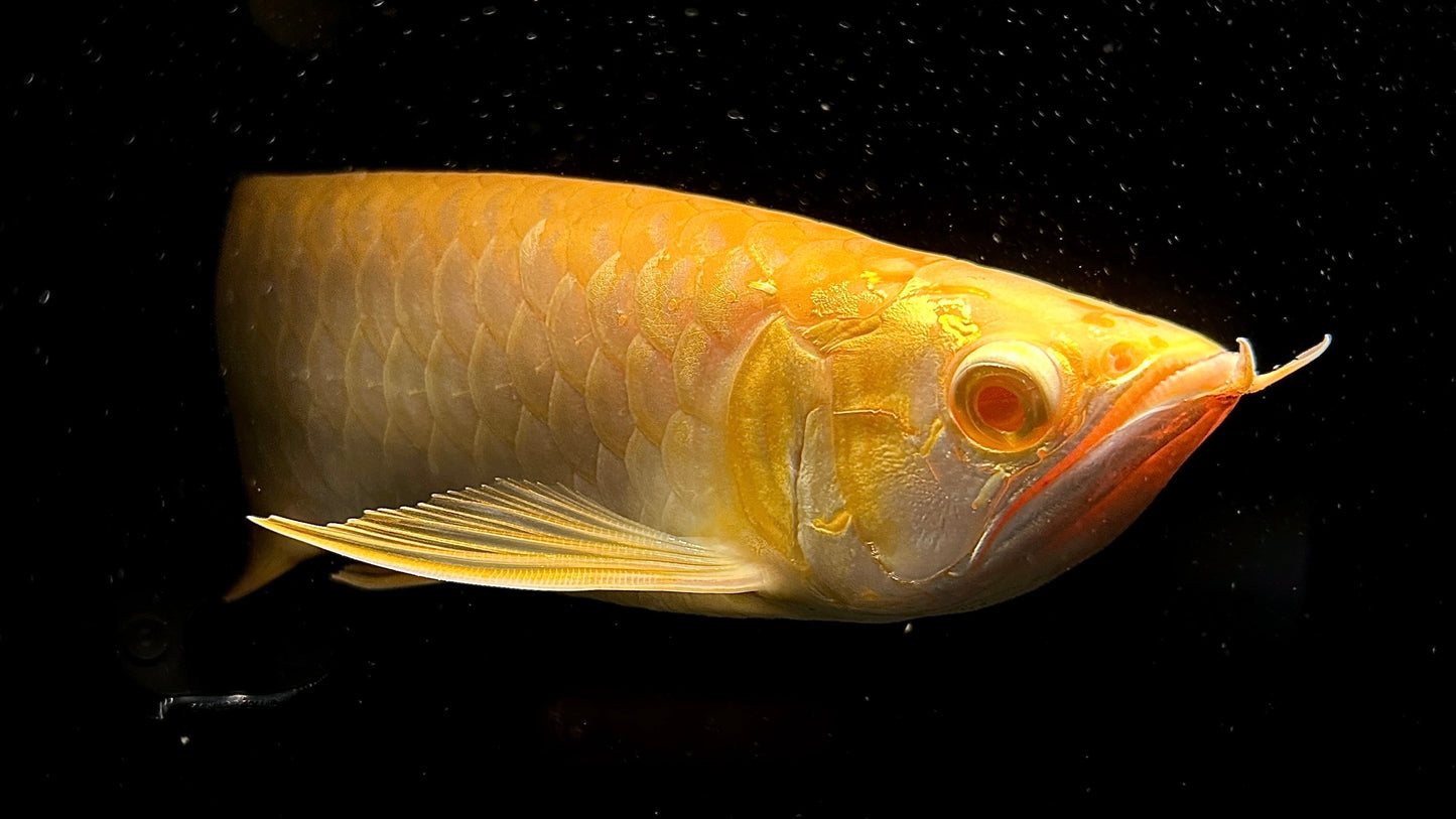 Albino Crossback Arowana (available in 6 weeks)