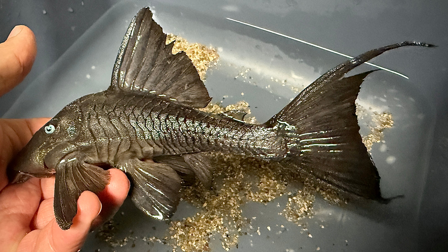 Blue Eyed Panaque 22cm