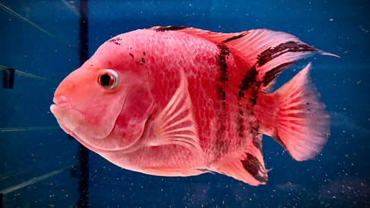Tiger Parrot 20cm