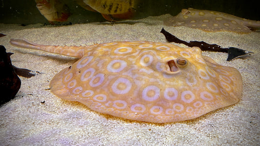 Orange Albino Pearl Female 23cm