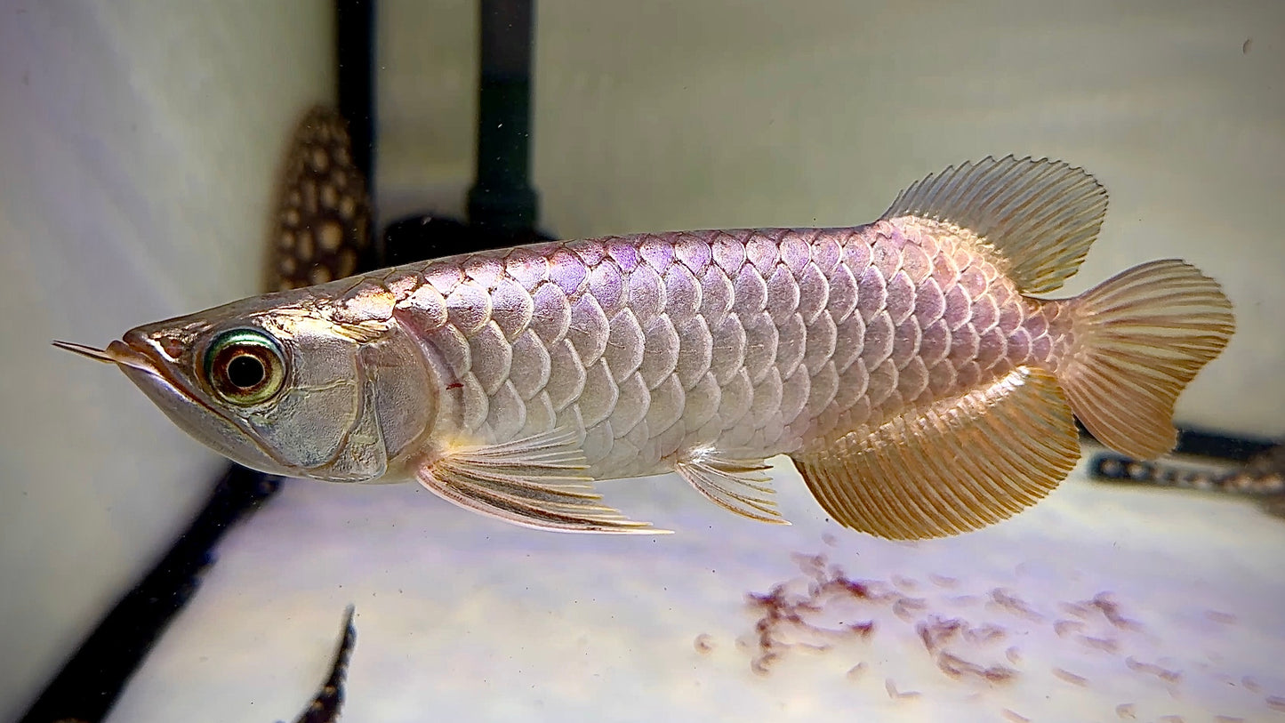 Full Cross Golden Crossback Golden Arowana 20cm