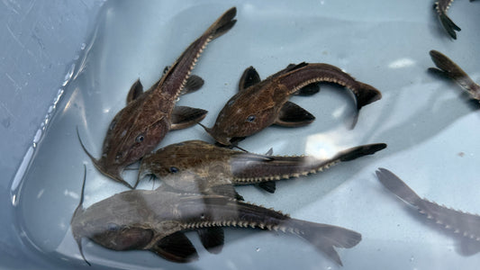 Oxydoras Niger 13cm