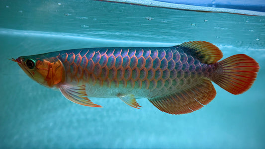 Superred 40cm “Sapphire Flame”, really nice blue base (photo with arowana lighting)