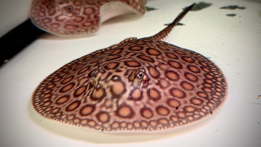 MARBLED MOTORO MALE 14CM - POTAMOTRYGON MOTORO