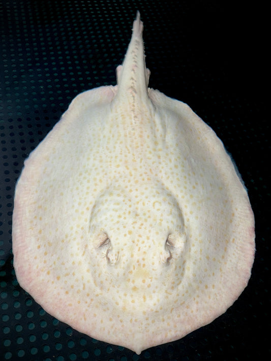 BREEDING ALBINO GOLDENBASE PEARL MALE 35CM - POTAMOTRYGON JABUTI (edges will grow back)