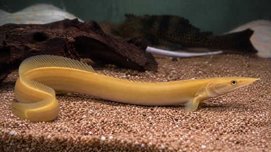 XANTHIC SPINEY EEL 20CM - MASTACEMBELUS SP.