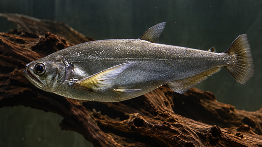 PAYARA 15CM - HYDROLYCUS SCOMBEROIDES