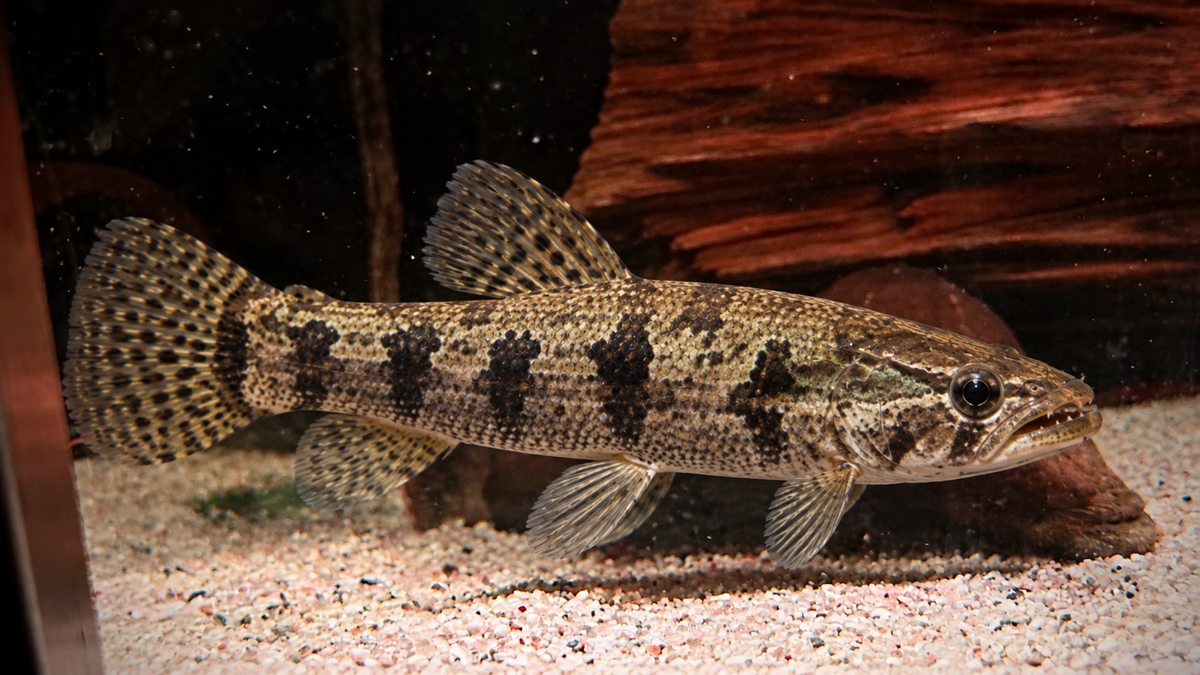 WOLF FISH 12CM - HOPLIAS MALABARICUS