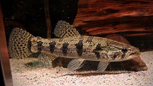 WOLF FISH 12CM - HOPLIAS MALABARICUS