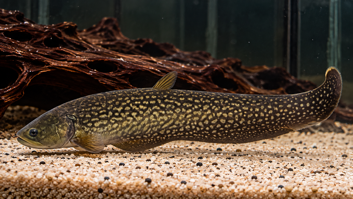 AROWANA KNIFEFISH 30CM - PAPYROCRANUS AFER