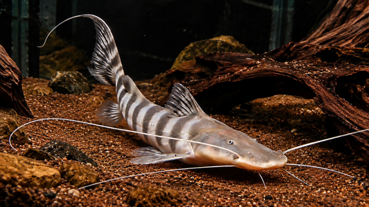 TIGRINUS CATFISH 17CM - BRACHYPLATYSTOMA TIGRINUM